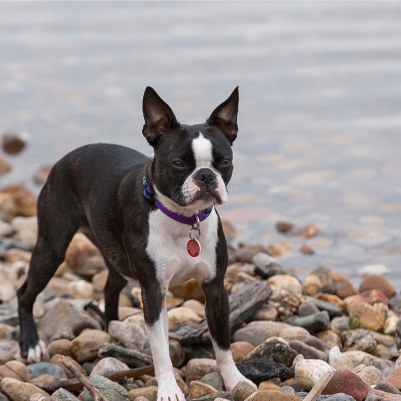 Boston Terrier Dog on Rocky Beach