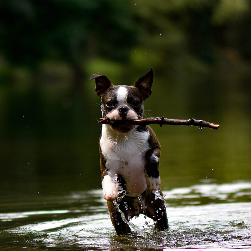 Boston terrier puppy playing water