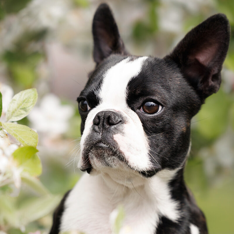 boston terrier dog portrait with blooming apple tree branches