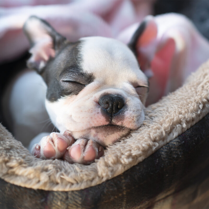 Sleeping Boston Terrier puppy in a pet bed. Her little head is resting on her paws. She looks very cosy and warm.