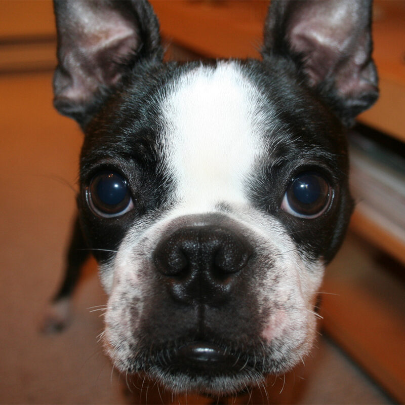 Boston terrier puppy nose black and white