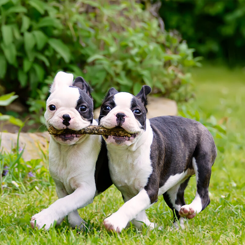 Two young Boston Terrier dogs, also called Boston Bulls, puppies, black with white markings, running side by side, carrying a stick together.