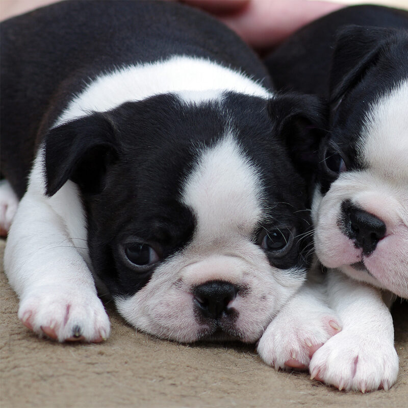 close up of boston terrier puppies in the afternoon on the nature