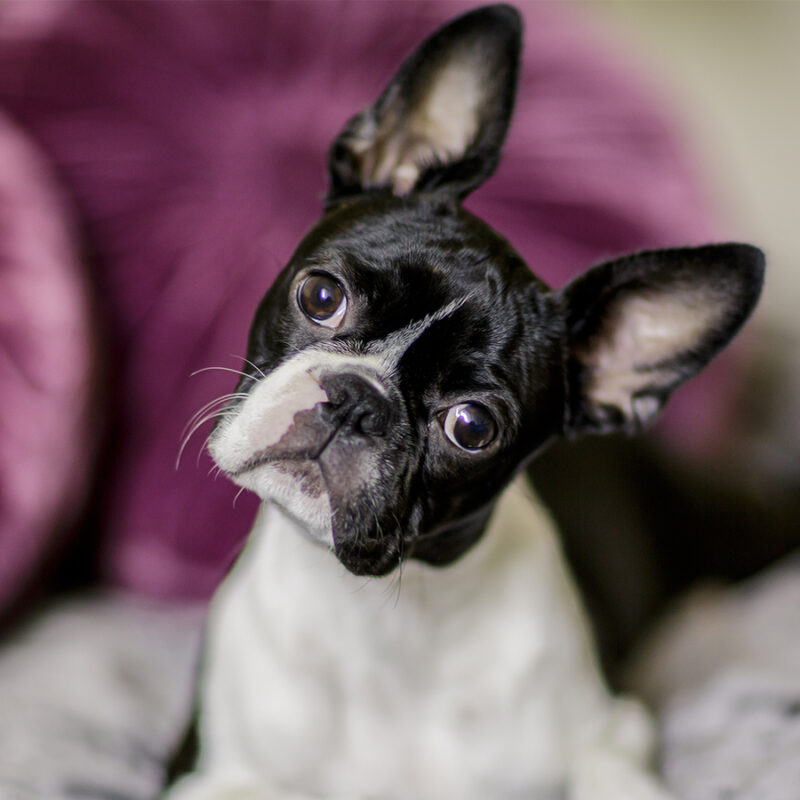 Boston Terrier Fina relaxing on her masters bed