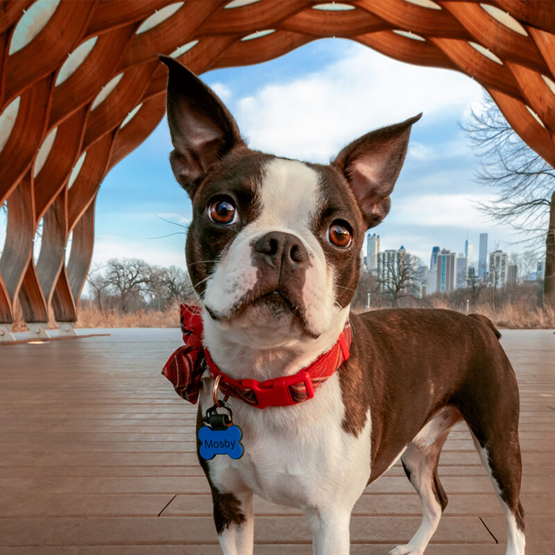 Alert,Boston,Terrier,Wearing,A,Red,Bandana,Stands,Confidently,Under Alert Boston Terrier wearing a red bandana stands confidently under a striking wooden pavilion structure with a view of the city skyline in the background.