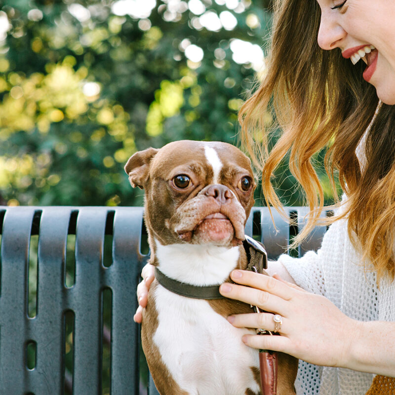 A,Boston,Terrier,Dog,Sits,Next,To,His,Pet,Owner A Boston Terrier Dog sits next to his pet owner who shows love