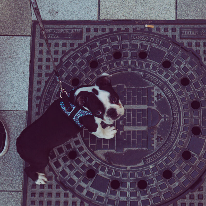 Cute,Little,Puppy,Walking,On,The,Streets,,Black,And,White Cute little puppy walking on the streets, Black and white dog having a walk outside in the city