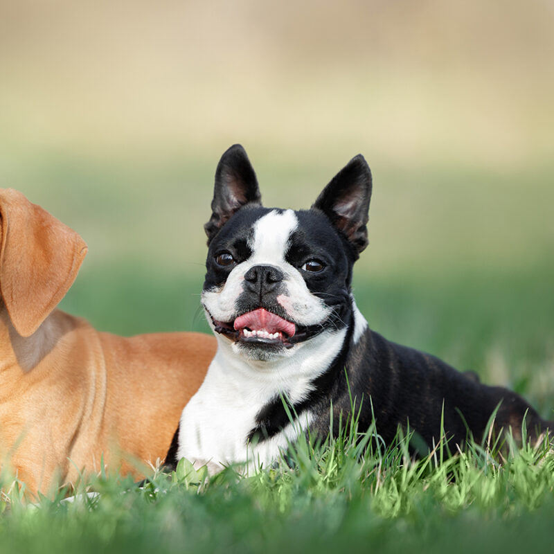 boston terrier dog and vizsla puppy lying together on grass