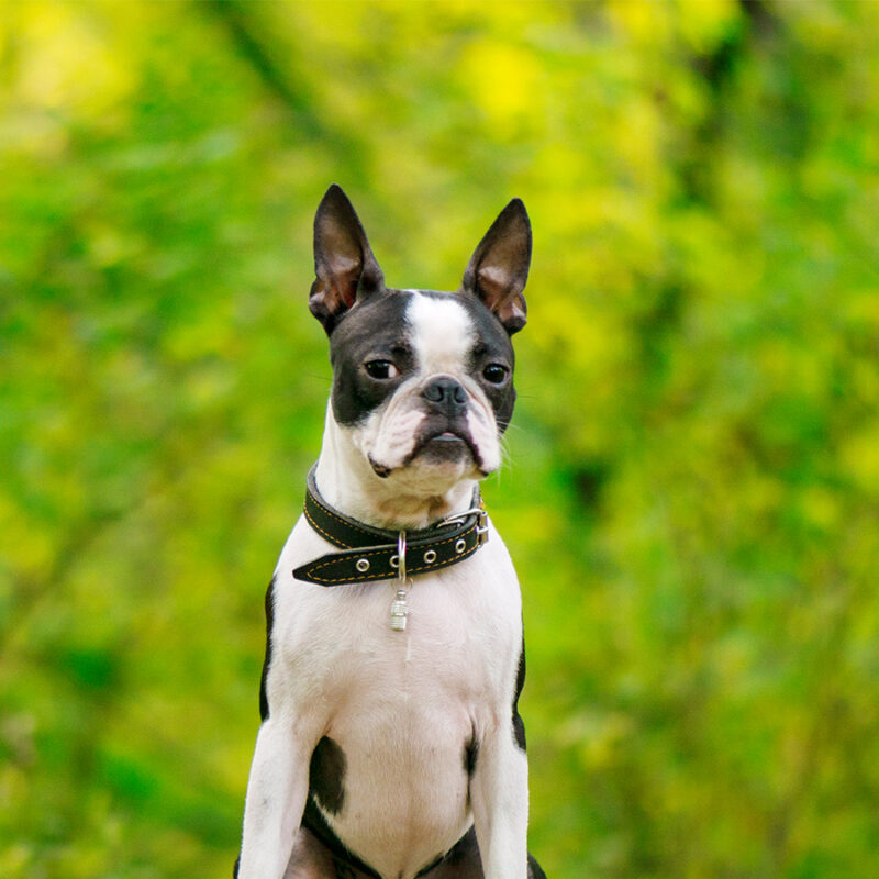 lonely dog ​​breed boston terrier sits in a summer forest park