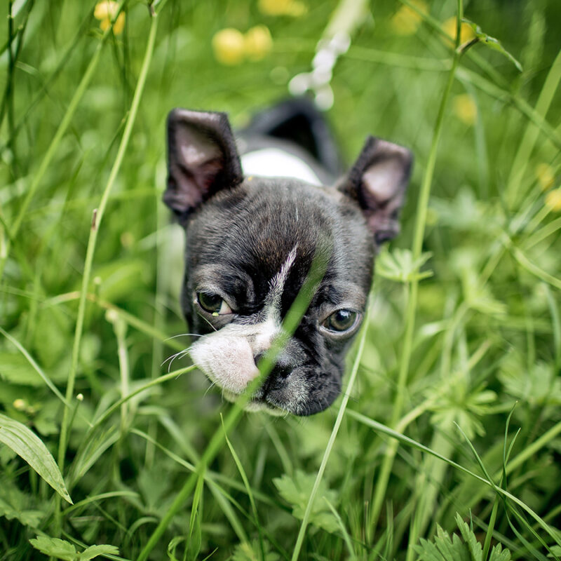 Boston Terrier Puppy playing in the grass