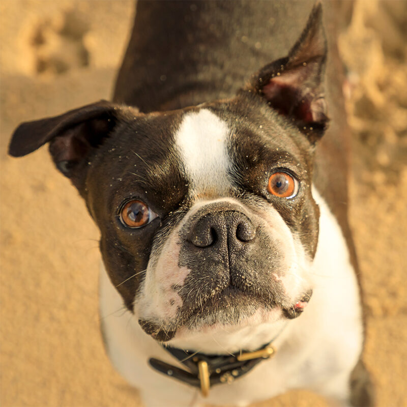 Close up of the face of a Boston Terrier stood on the beach