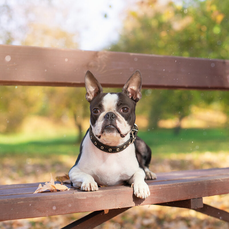 A Boston Terrier dog lies on a wooden bench in a Park in beautiful nature on a Sunny, clear autumn day. Golden autumn walk.