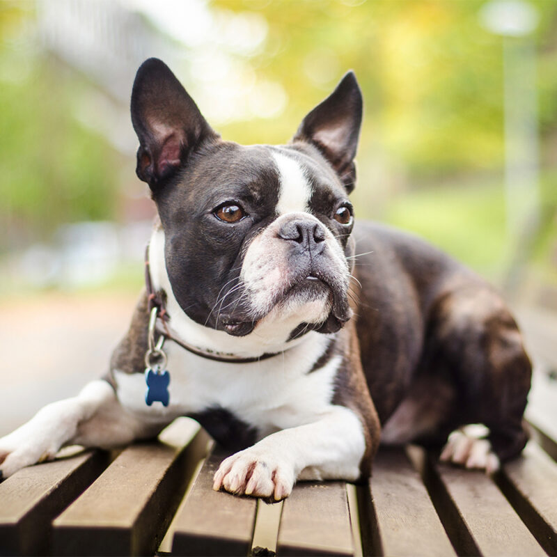 closeup of cute curious black and white young male boston terrier dog lying on bench looking right in green park autumn serene at afternoon