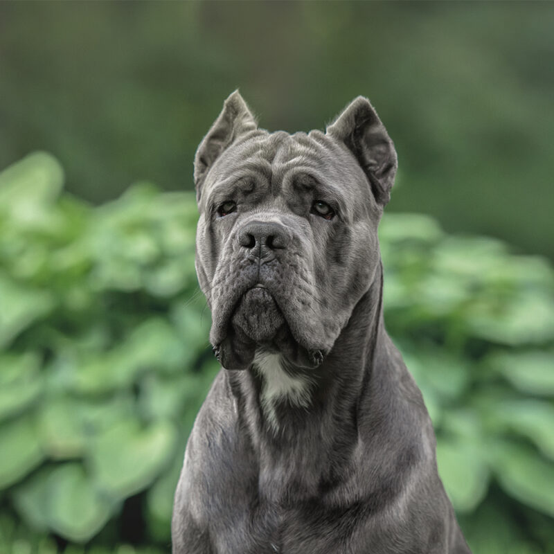 Cane Corso Texas 1