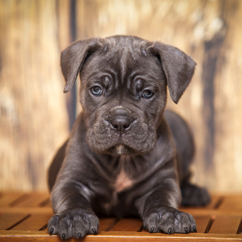 Cane Corso Texas 2