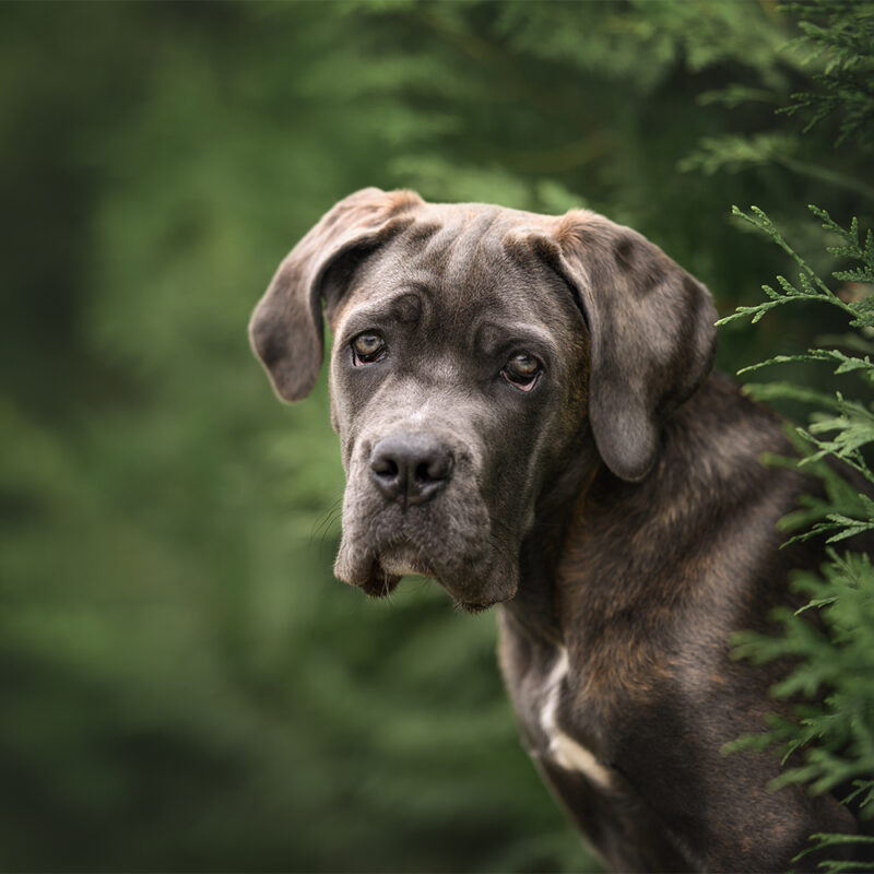 Cane Corso Texas 3