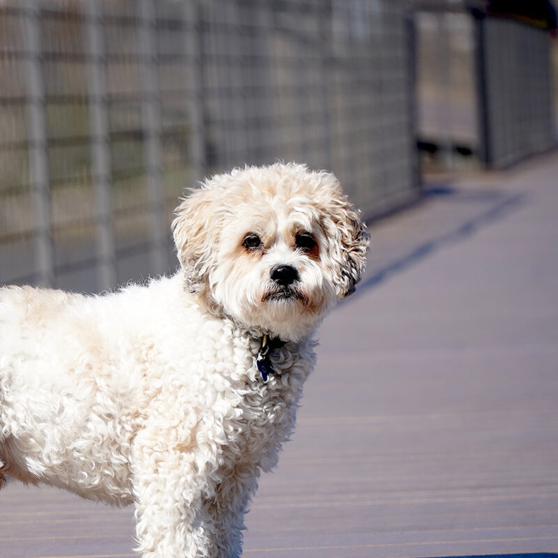 Cavachon Main 1 Cavachon Main 1
