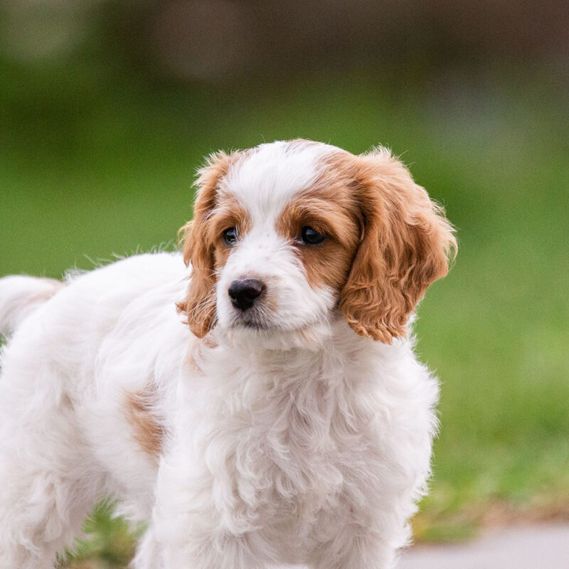 Cavachon Main 2 Cavachon Main 2