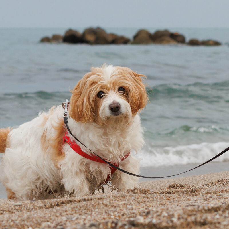 Cavachon Main 3 Cavachon Main 3