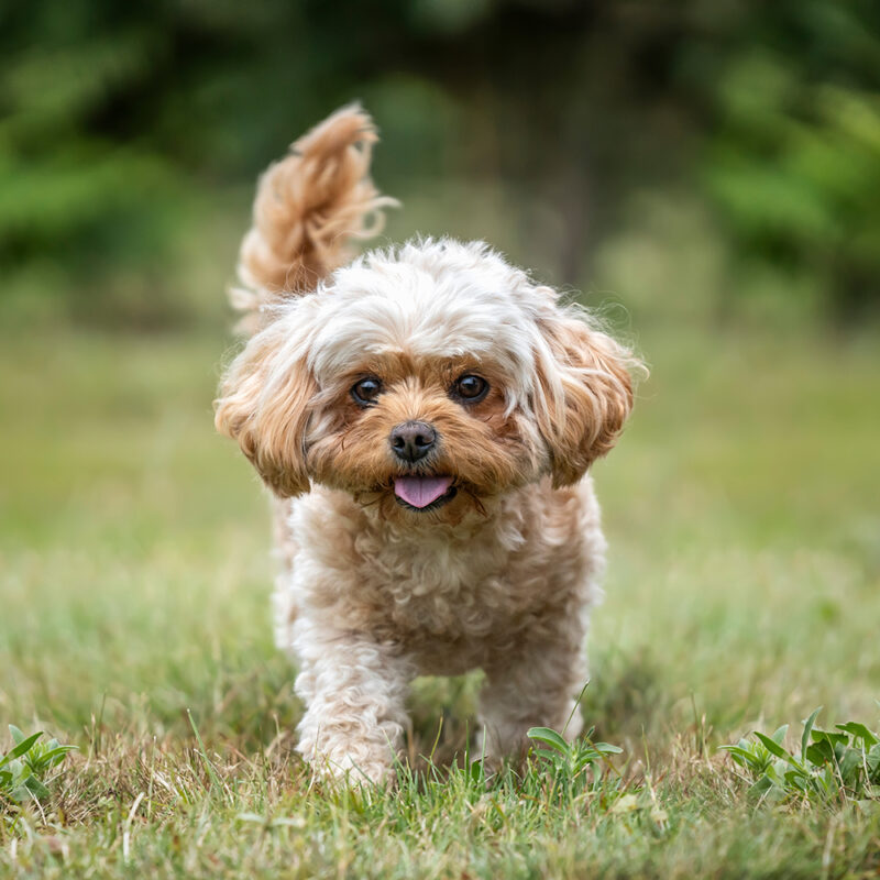 Cavachon Main 4 Cavachon Main 4