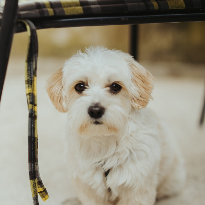 Cavachon Main 5 Cavachon Main 5