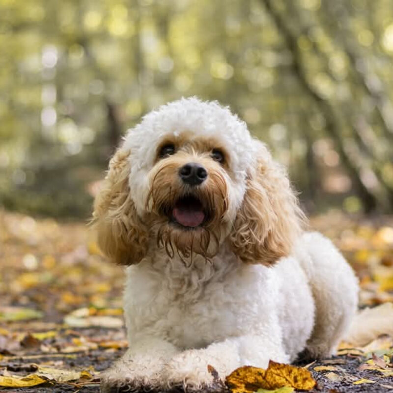 Cavachon Main 6 Cavachon Main 6