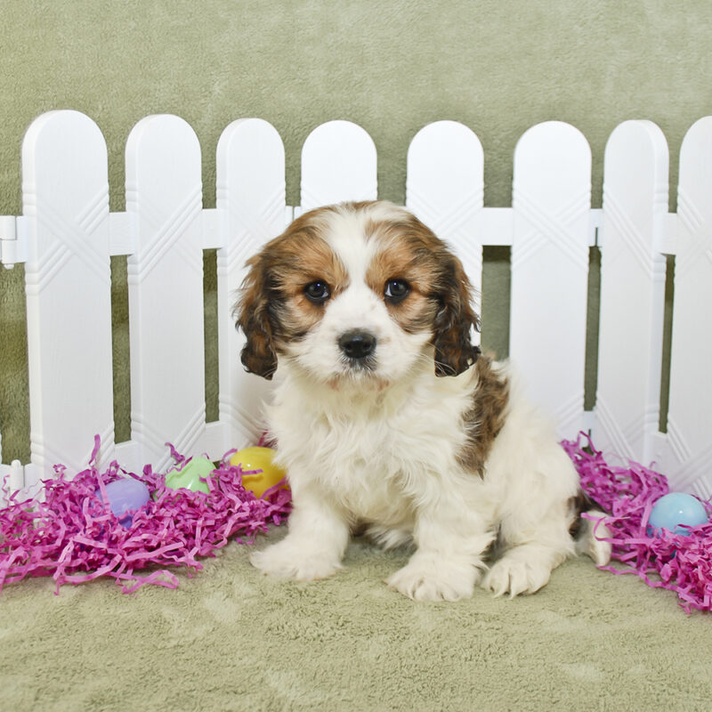 Cavachon Texas 1 Cavachon Texas 1