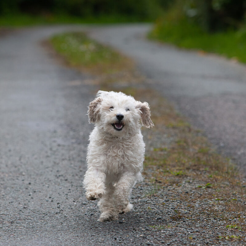 Cavachon Texas 2 Cavachon Texas 2