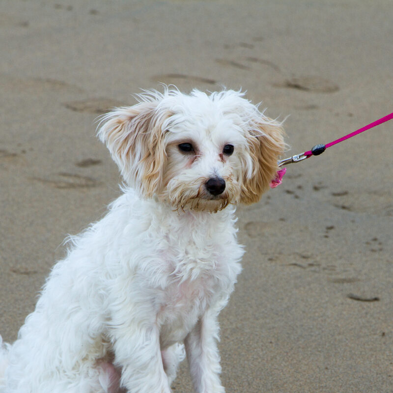 Cavachon Texas 3 Cavachon Texas 3