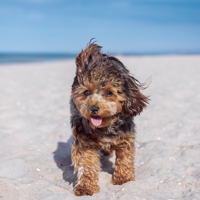 Portrait,Of,Black,Cavapoo,Puppy,By,The,Sea Portrait of black cavapoo puppy by the sea