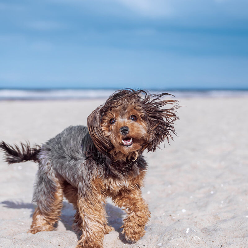 Portrait,Of,Black,Cavapoo,Puppy,By,The,Sea Portrait of black cavapoo puppy by the sea
