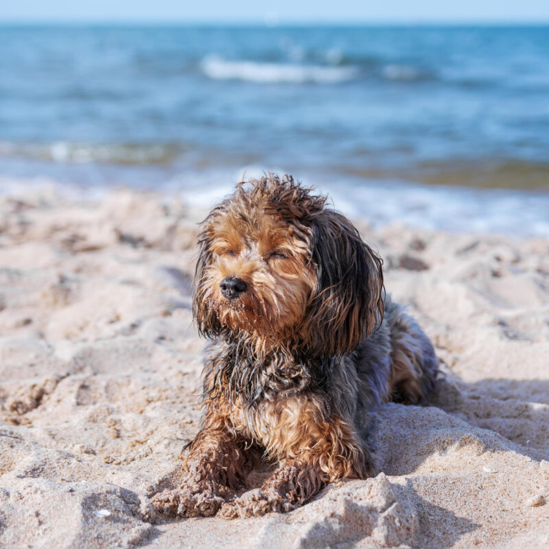 Portrait,Of,Black,Cavapoo,Puppy,By,The,Sea Portrait of black cavapoo puppy by the sea