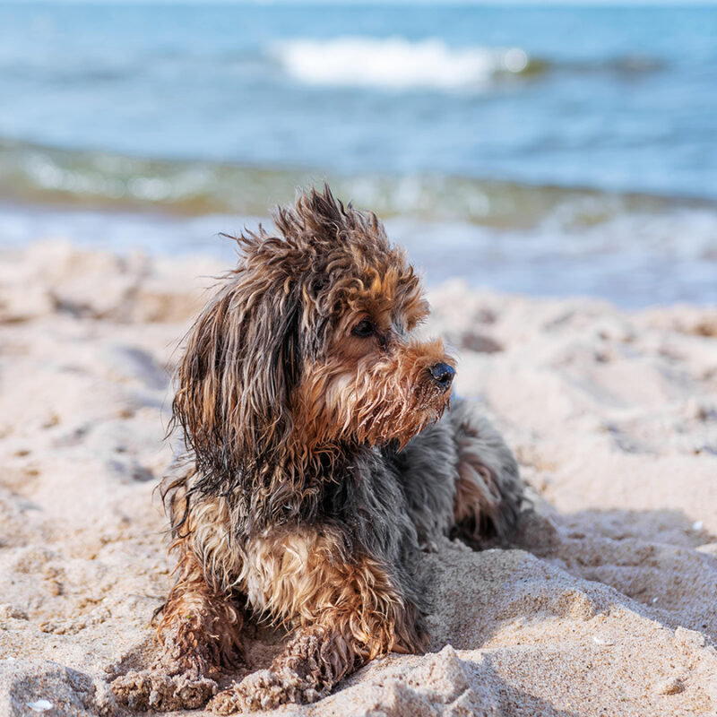 Portrait,Of,Black,Cavapoo,Puppy,By,The,Sea Portrait of black cavapoo puppy by the sea