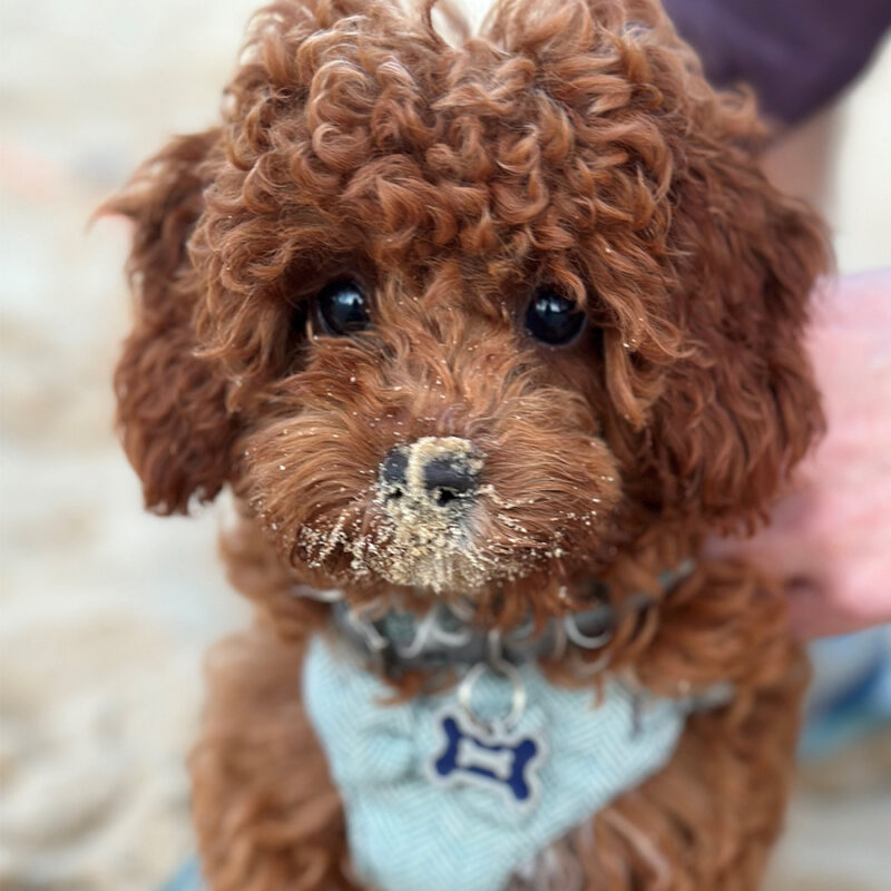 Small,Brown,Cavapoo,Puppy,On,The,Beach Small brown Cavapoo puppy on the beach