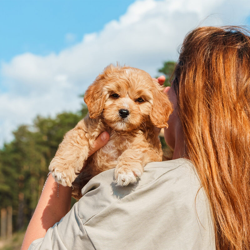 A,Young,Woman,Holds,A,Puppy,Of,A,Cavapoo,Or A young woman holds a puppy of a Cavapoo or Cockapoo breed dog on the beach by the sea. Close-up of curly brown baby Maltipu.