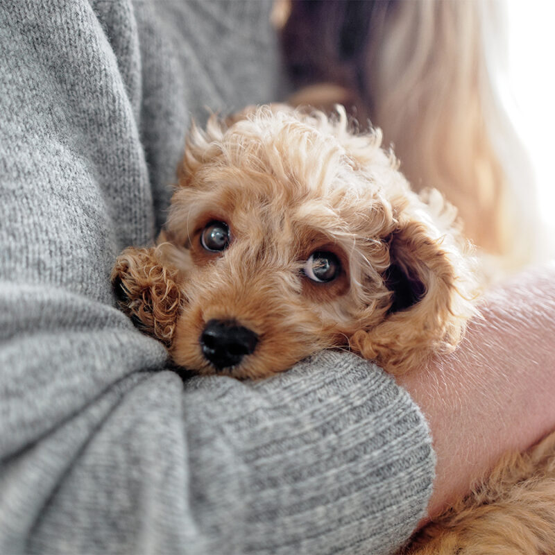 Cute,Puppy,Being,Cradled,In,Arms Cute puppy being cradled in arms
