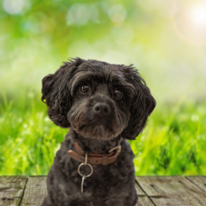“cavapoo,Delight:,Playful,Cavapoo,Dog,Frolics,In,Lush,Green,Grass, "Cavapoo delight: Playful cavapoo dog frolics in lush green grass, capturing the essence of joy and canine charm in a vibrant outdoor setting. #Cavapoo #DogInGrass"