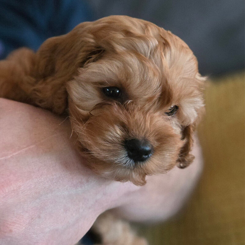 7,Week,Old,Cavapoo,Puppy,Getting,Cuddles 7 week old cavapoo puppy getting cuddles
