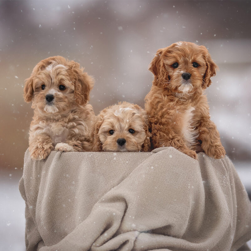 Three,Cute,Cavapoo,Puppy,Dogs,Posing,In,Basket Three cute cavapoo puppy dogs posing in basket