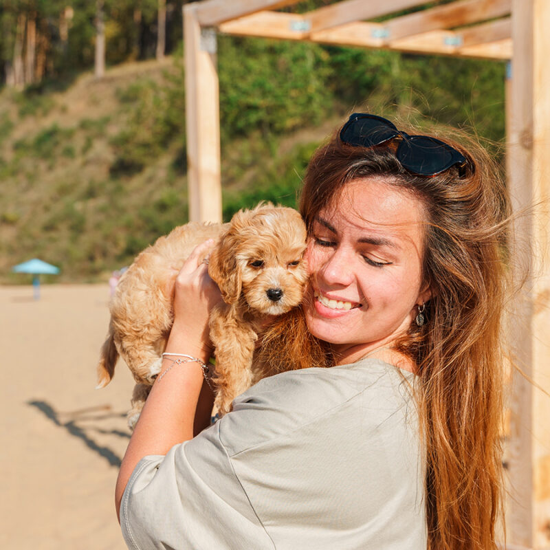 A,Young,Woman,Holds,A,Puppy,Of,A,Cavapoo,Or A young woman holds a puppy of a Cavapoo or Cockapoo breed dog on the beach by the sea. Close-up of curly brown baby Maltipu.