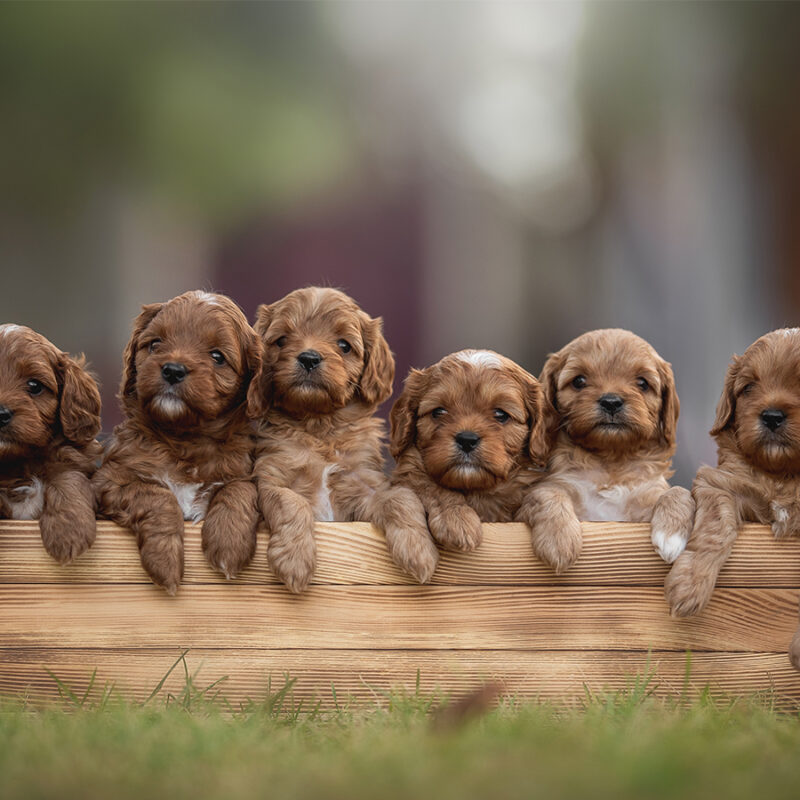 A,Group,Of,Six,Playful,Cavapoo,Puppies,Rests,Contentedly,In A group of six playful cavapoo puppies rests contentedly in a wooden box, surrounded by vibrant green grass and soft sunlight, exuding charm and cuteness. Their curly fur adds to the delightful sight