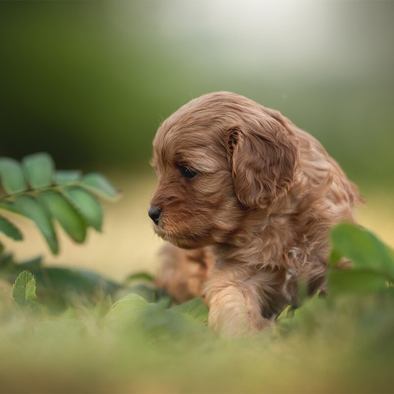 A,Playful,Cavapoo,Puppy,With,Soft,,Curly,Fur,Is,Exploring A playful cavapoo puppy with soft, curly fur is exploring a lush garden. Surrounded by green leaves and colorful berries, this adorable pup embodies joy and curiosity in nature