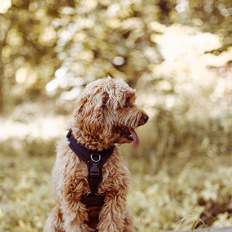 Cavapoo,Dog,Wearing,Black,Harness,Sitting,Steady,With,Tongue,Out, Cavapoo dog wearing black harness sitting steady with tongue out, looking to left side. Female dog with curly fur sitting on the stomp in the woods.