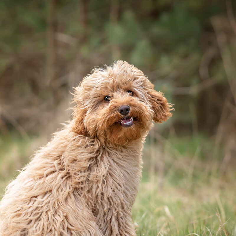 Six,Month,Old,Cavapoo,Puppy,Dog,Sitting,In,The,Forest Six month old Cavapoo puppy dog sitting in the forest with the wind blowing her fur and very cute and cuddlyn and smiling as well