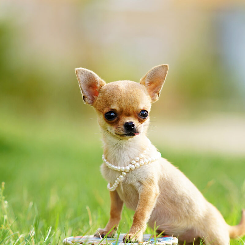 Close-up,Outdoor,Portrait,Of,A,Small,Funny,Beige,Mini,Chihuahua Close-up outdoor portrait of a small funny beige mini chihuahua dog, puppy.