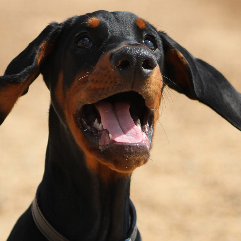 Puppy,Dobermann,So,Happy,With,His,Ears,Blowing,In,The Puppy Dobermann so happy with his ears blowing in the wind and a big smile . Its his first trip to the beach
