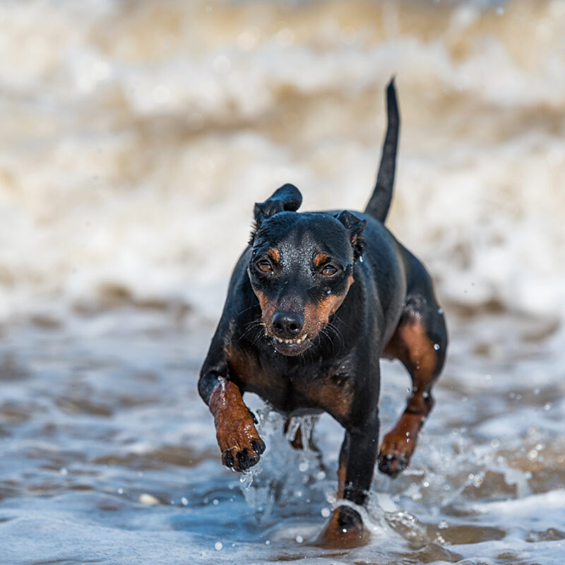One,Scared,Puppy,Doberman,Dog,Swims,In,Muddy,Water,During one scared puppy doberman dog swims in muddy water during a flood
