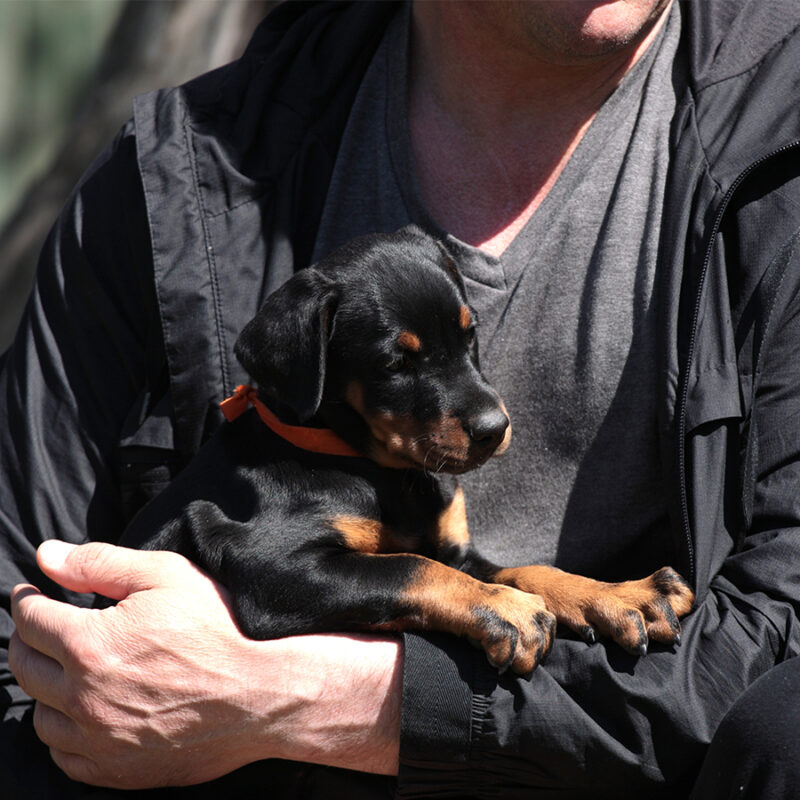 Doberman puppy in arms of man in black clothes