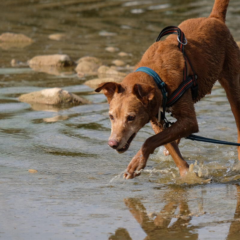 Doberman walking next to a river