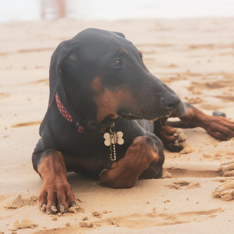 Beautiful large dog Doberman breed puppy with collar. Pet resting on a sandy coast of a sea, ocean. Traveling with animals to the beach. Canine pet, domestic animal with sad eyes. Cute muzzle, paws.